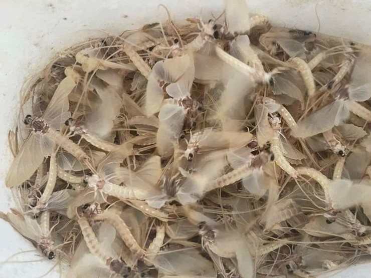 Đặc sản sông Hồng mỗi năm chỉ có một lần, giá nửa triệu đồng/kg